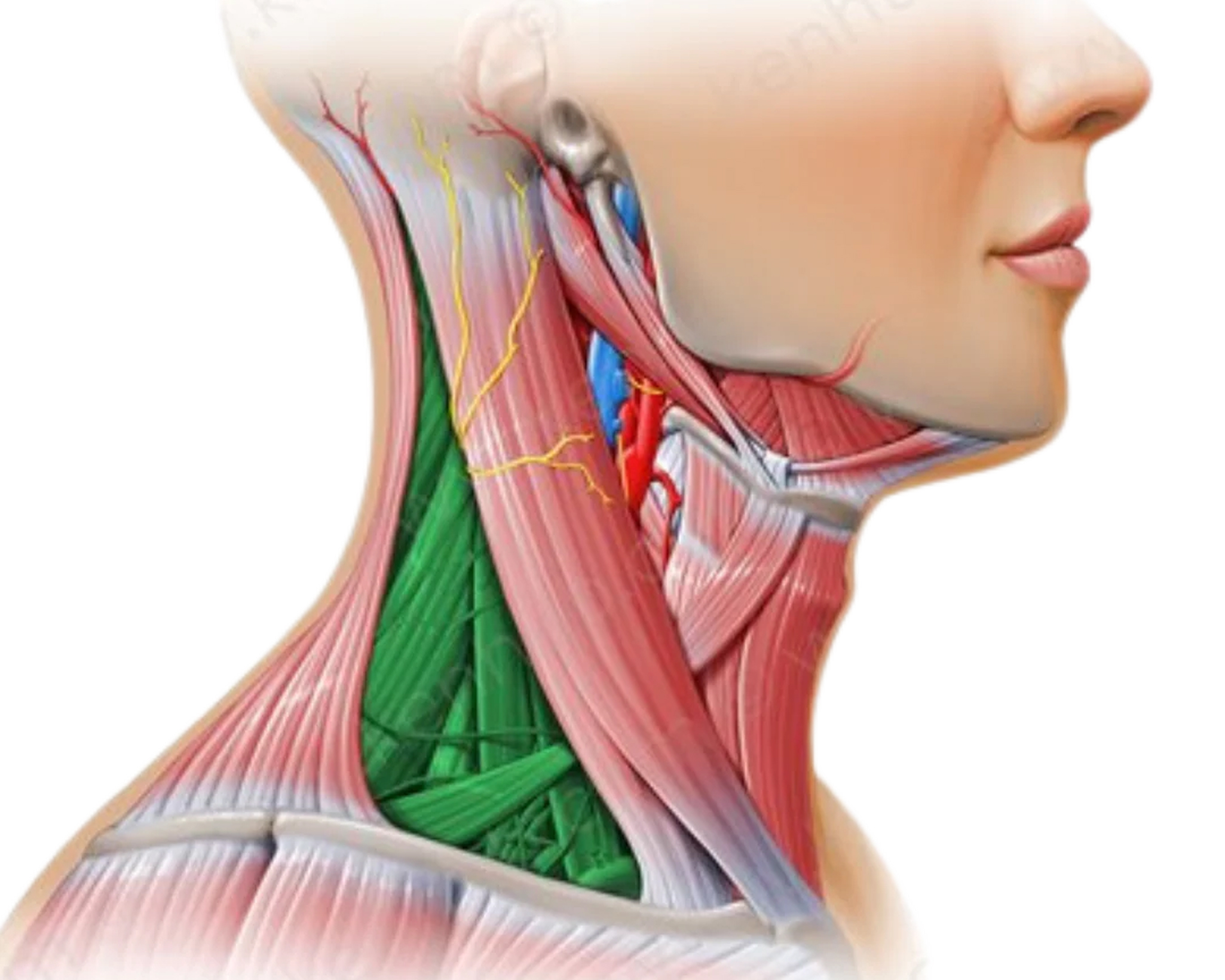 3. What Is a Deep Plane Neck Lift The Advanced Technique for Natural Results 1