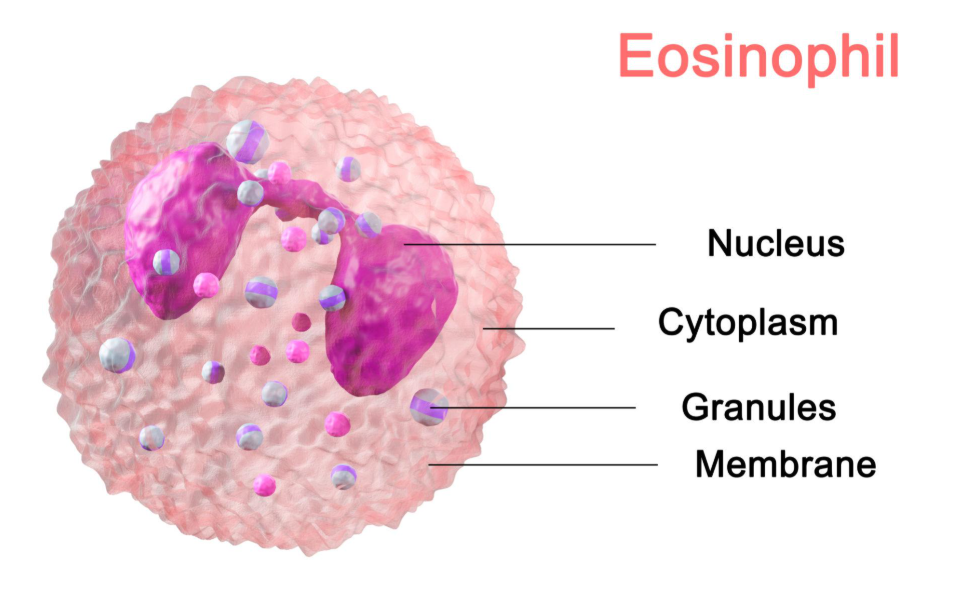 detailed image of Eosinophils